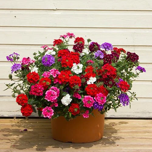 'Samira' Verbena Trailing Collection 3 'Samira' Verbena Trailing Collection