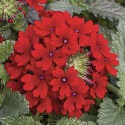 'Samira' Verbena Trailing Collection 12 'Samira' Verbena Trailing Collection -Yougarden Shop 400088 4