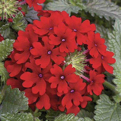 'Samira' Verbena Trailing Collection 7 'Samira' Verbena Trailing Collection - Image 5