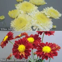 Chrysanthemum 'Garden Spray' Collection -Yougarden Shop 400089 2