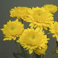 Chrysanthemum 'Garden Spray' Collection -Yougarden Shop 400089 3