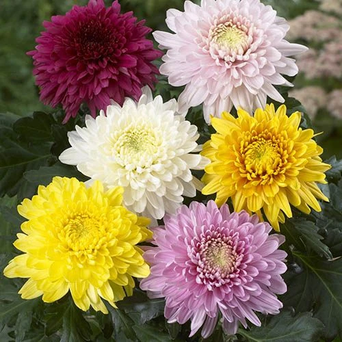 Chrysanthemum 'Garden Bloom' Collection 3 Chrysanthemum 'Garden Bloom' Collection