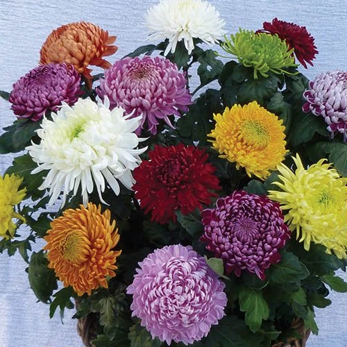 Chrysanthemum 'Garden Bloom' Collection 4 Chrysanthemum 'Garden Bloom' Collection - Image 2