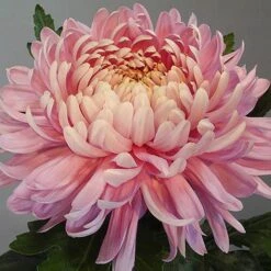 Chrysanthemum 'Garden Bloom' Collection 11 Chrysanthemum 'Garden Bloom' Collection -Yougarden Shop 400090 2
