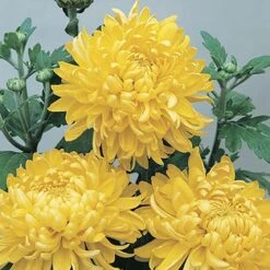 Chrysanthemum 'Garden Bloom' Collection 12 Chrysanthemum 'Garden Bloom' Collection -Yougarden Shop 400090 3