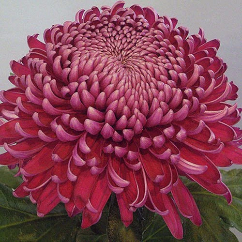 Chrysanthemum 'Garden Bloom' Collection 7 Chrysanthemum 'Garden Bloom' Collection - Image 5