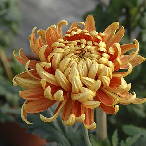 Chrysanthemum 'Garden Bloom' Collection 8 Chrysanthemum 'Garden Bloom' Collection - Image 6