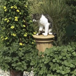Coleus Canina 'Scardy Cat Plant' -Yougarden Shop 400092 2