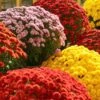Chrysanthemum 'Garden Mums' Collection -Yougarden Shop 400161