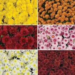Chrysanthemum 'Garden Mums' Collection -Yougarden Shop 400161 1
