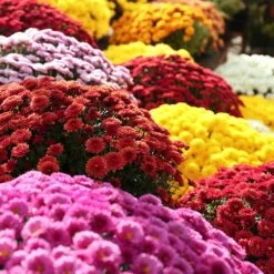 Chrysanthemum 'Garden Mums' Collection -Yougarden Shop 400161 2