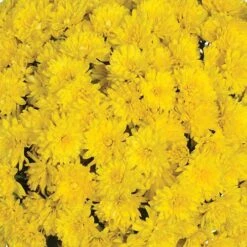Chrysanthemum 'Garden Mums' Collection -Yougarden Shop 400161 3