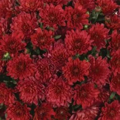 Chrysanthemum 'Garden Mums' Collection -Yougarden Shop 400161 4