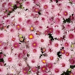 Chrysanthemum 'Garden Mums' Collection -Yougarden Shop 400161 5