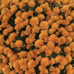Chrysanthemum 'Garden Mums' Collection -Yougarden Shop 400161 6