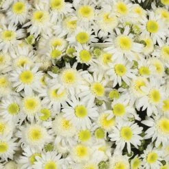 Chrysanthemum 'Garden Mums' Collection -Yougarden Shop 400161 7