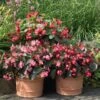 Bedding Begonia 'Big' Mixed -Yougarden Shop 400396