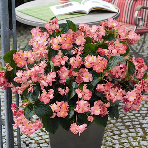 Bedding Begonia 'Big' Mixed 4 Bedding Begonia 'Big' Mixed - Image 2