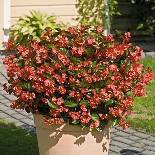 Bedding Begonia 'Big' Mixed 5 Bedding Begonia 'Big' Mixed - Image 3