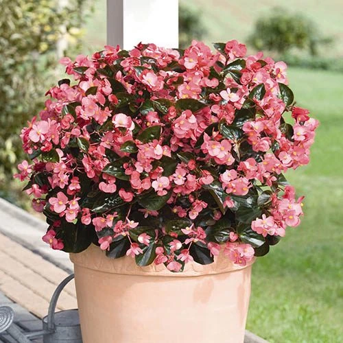 Bedding Begonia 'Big' Mixed 6 Bedding Begonia 'Big' Mixed - Image 4