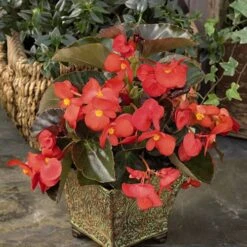 Bedding Begonia 'Big' Mixed 13 Bedding Begonia 'Big' Mixed -Yougarden Shop 400396 4