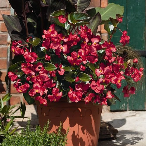 Bedding Begonia 'Big' Mixed 8 Bedding Begonia 'Big' Mixed - Image 6