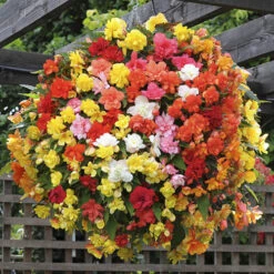 Begonia 'Super Cascade' Mix