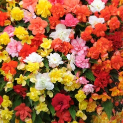 Begonia 'Super Cascade' Mix -Yougarden Shop 400543 2