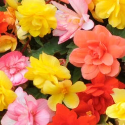 Begonia 'Super Cascade' Mix -Yougarden Shop 400543 3