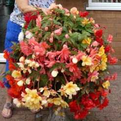 Begonia 'Super Cascade' Mix -Yougarden Shop 400543 4