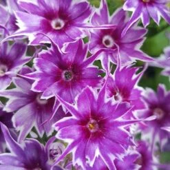 Phlox 'Popstars' Mix -Yougarden Shop 400548 2