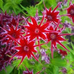 Phlox 'Popstars' Mix -Yougarden Shop 400548 3