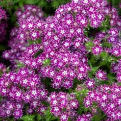 Phlox 'Popstars' Mix -Yougarden Shop 400548 4