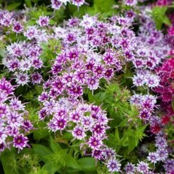 Phlox 'Popstars' Mix -Yougarden Shop 400548 5