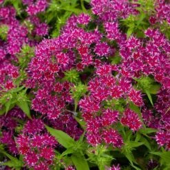 Phlox 'Popstars' Mix -Yougarden Shop 400548 6