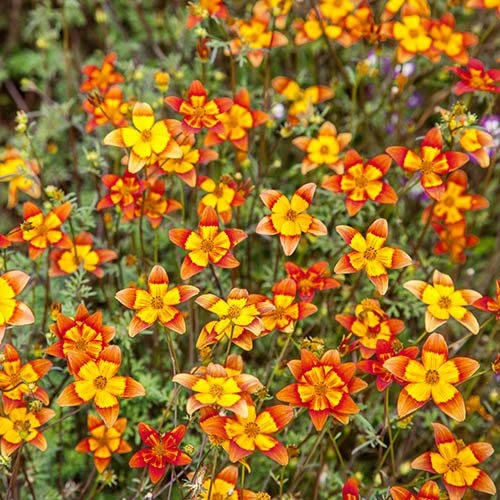 Bidens 'Hawaiian Flare' 5 Bidens 'Hawaiian Flare' - Image 3