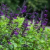 Salvia 'Amistad' -Yougarden Shop 400667