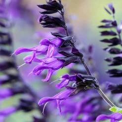 Salvia 'Amistad' -Yougarden Shop 400667 1