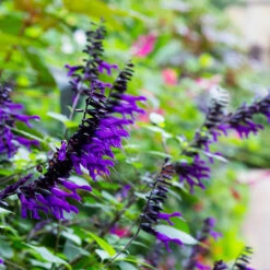 Salvia 'Amistad' -Yougarden Shop 400667 3