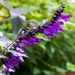 Salvia 'Amistad' -Yougarden Shop 400667 4