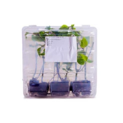 Salvia 'Amistad' -Yougarden Shop 400667 5