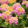 Lantana Evita Rose -Yougarden Shop 400723