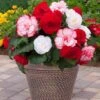 Begonia 'Majestic Romance' Mix -Yougarden Shop 400758