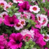 'Eton Mess' Hanging Basket Plug Plants 1 'Eton Mess' Hanging Basket Plug Plants -Yougarden Shop 400759