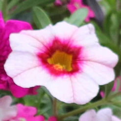 'Eton Mess' Hanging Basket Plug Plants -Yougarden Shop 400759 2