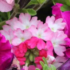 'Eton Mess' Hanging Basket Plug Plants -Yougarden Shop 400759 4