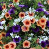 'Fruit Salad' Hanging Basket Plug Plants 1 'Fruit Salad' Hanging Basket Plug Plants -Yougarden Shop 400761