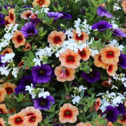 'Fruit Salad' Hanging Basket Plug Plants