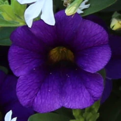 'Fruit Salad' Hanging Basket Plug Plants -Yougarden Shop 400761 2