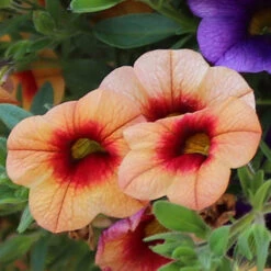 'Fruit Salad' Hanging Basket Plug Plants -Yougarden Shop 400761 3